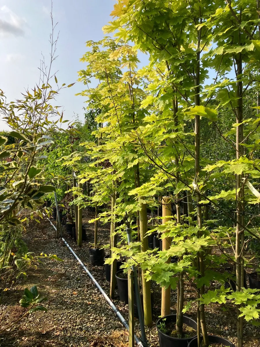 Trees and  hedging - Image 1