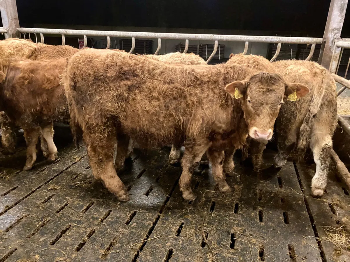 400kg Bullocks - Image 1