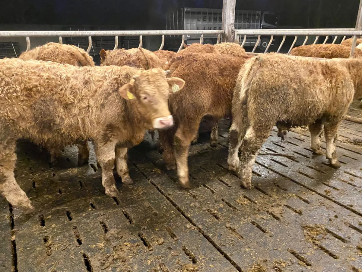 400kg Bullocks - Image 2