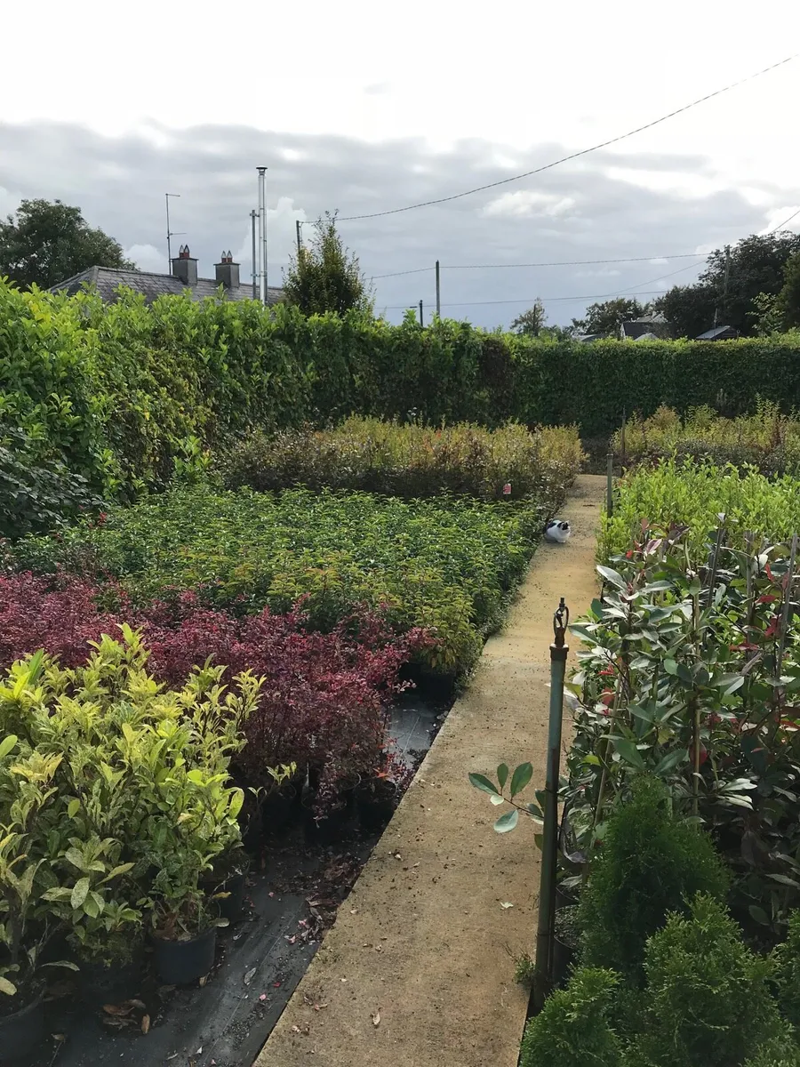 Hedging plants - Image 3