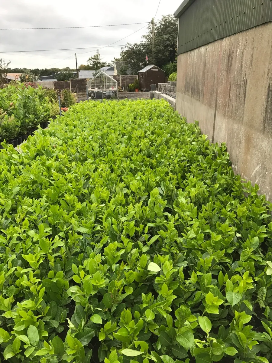 Hedging plants - Image 4