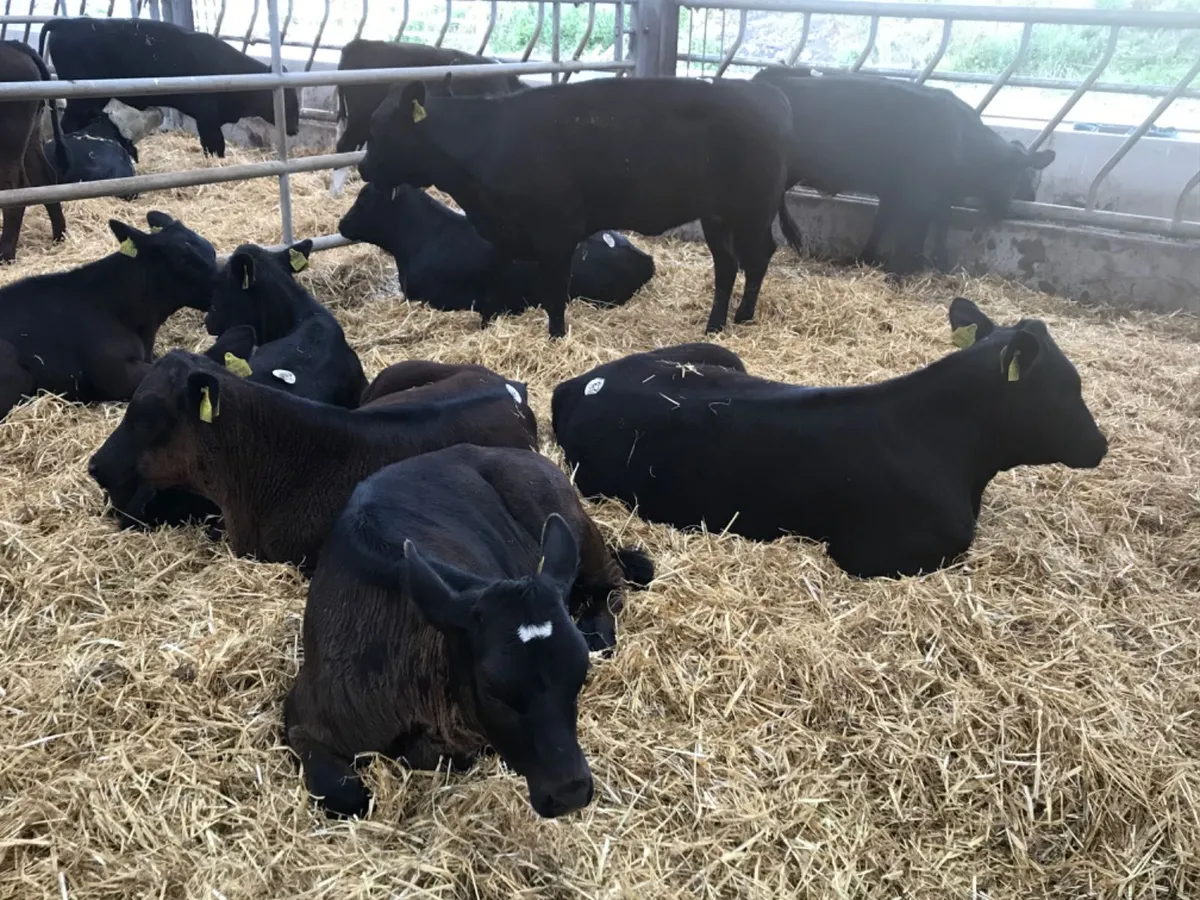 Reared Calves - Image 1
