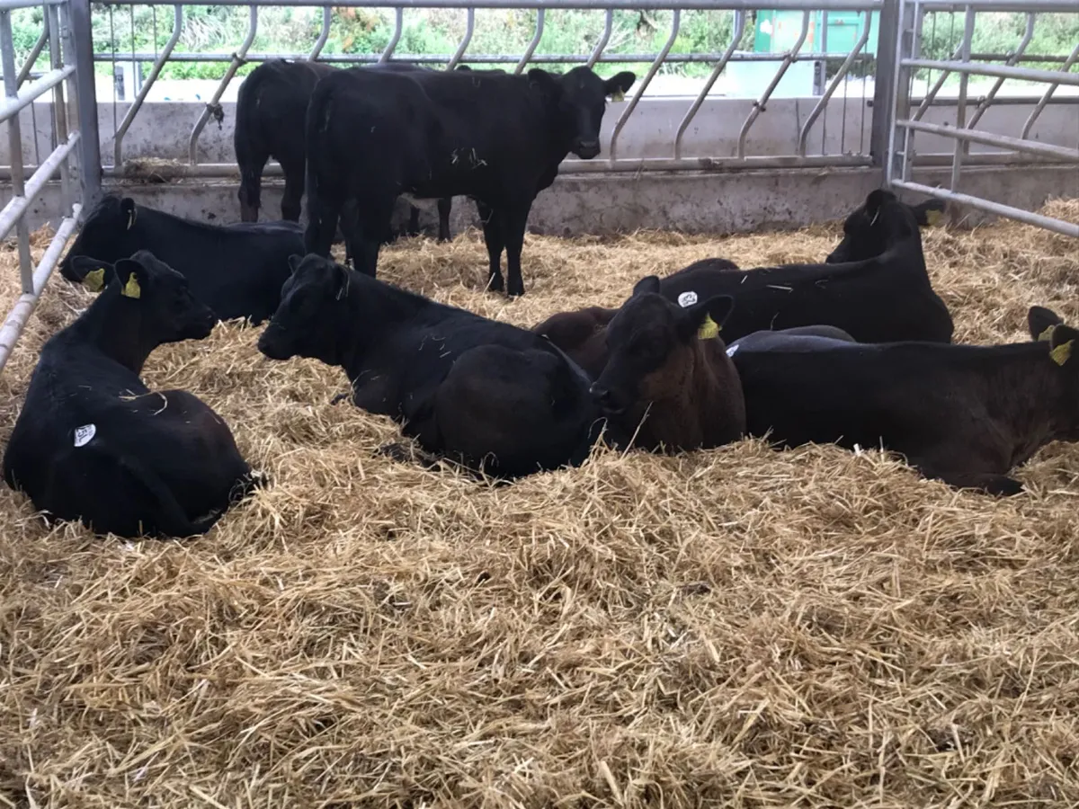 Reared Calves - Image 2