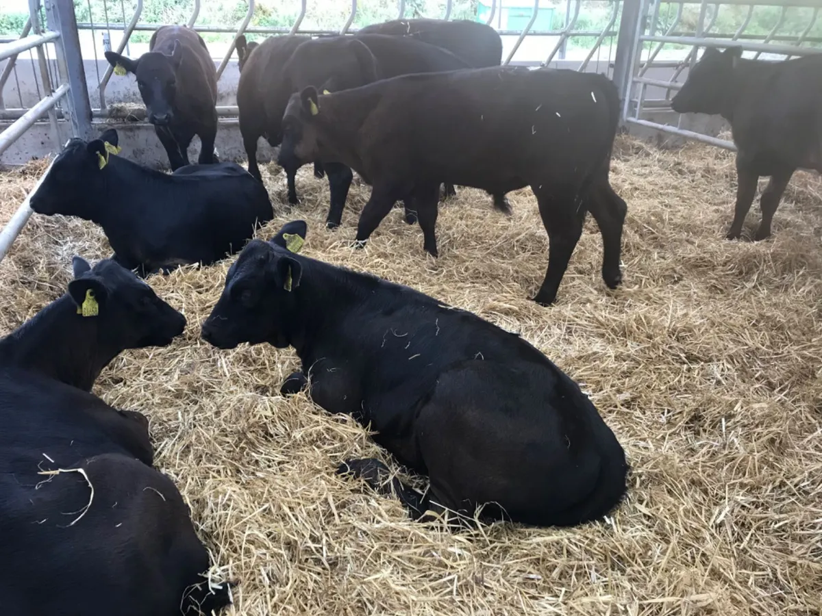 Reared Calves - Image 4
