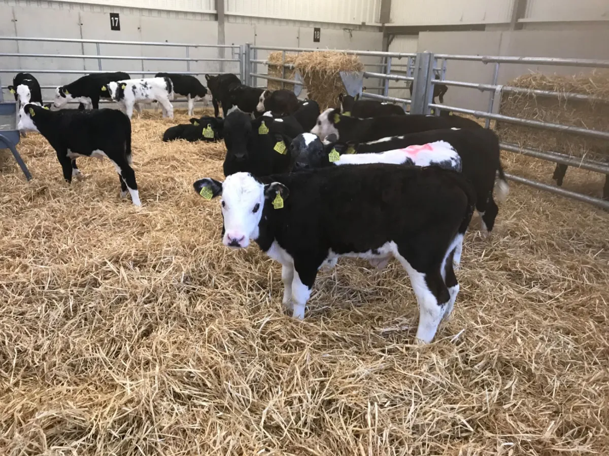 Reared Calves - Image 3