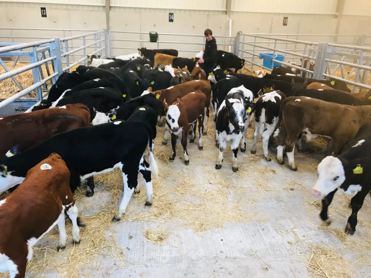 Reared Calves - Image 1