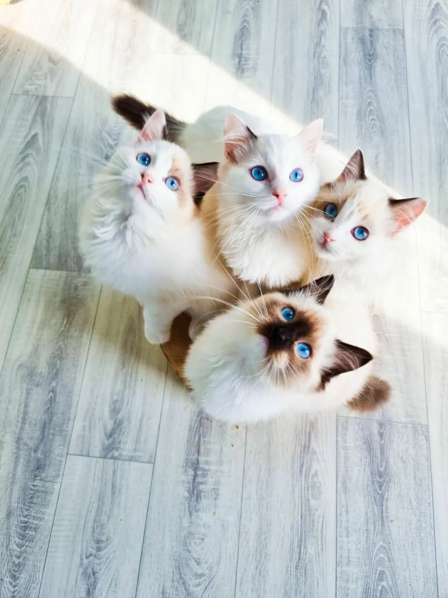 Gccf ragdoll store kittens for sale