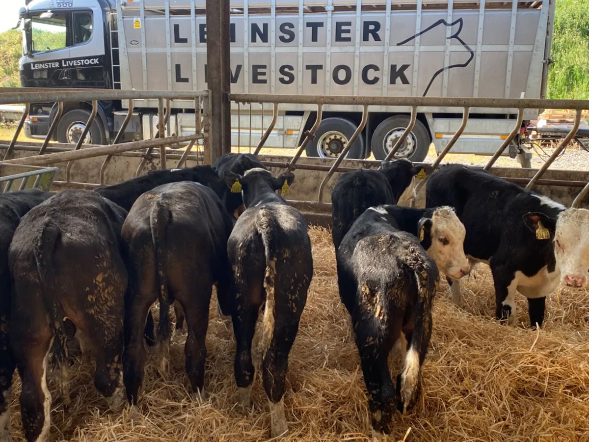 Reared Calves