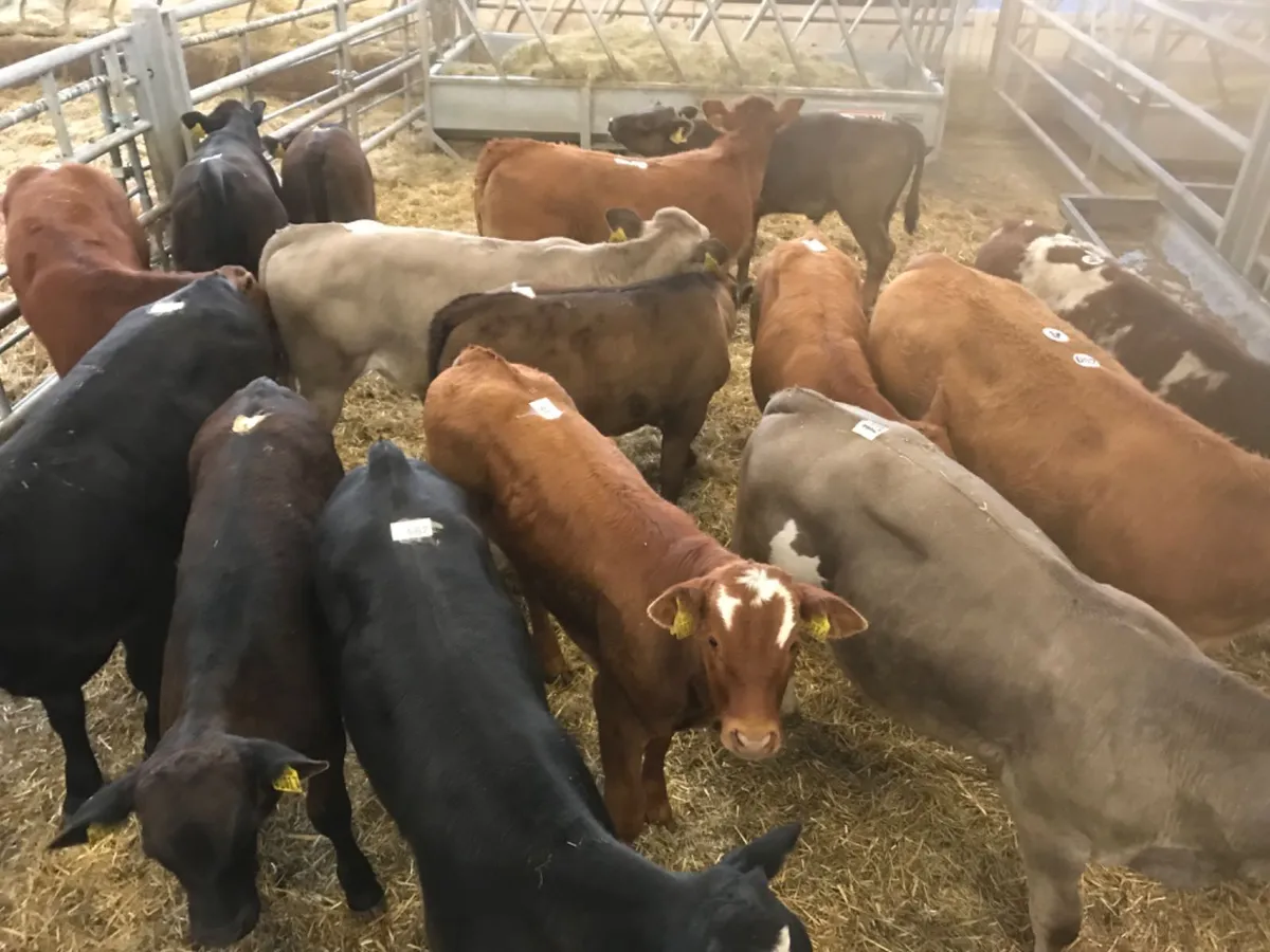 REARED CALVES - Image 1