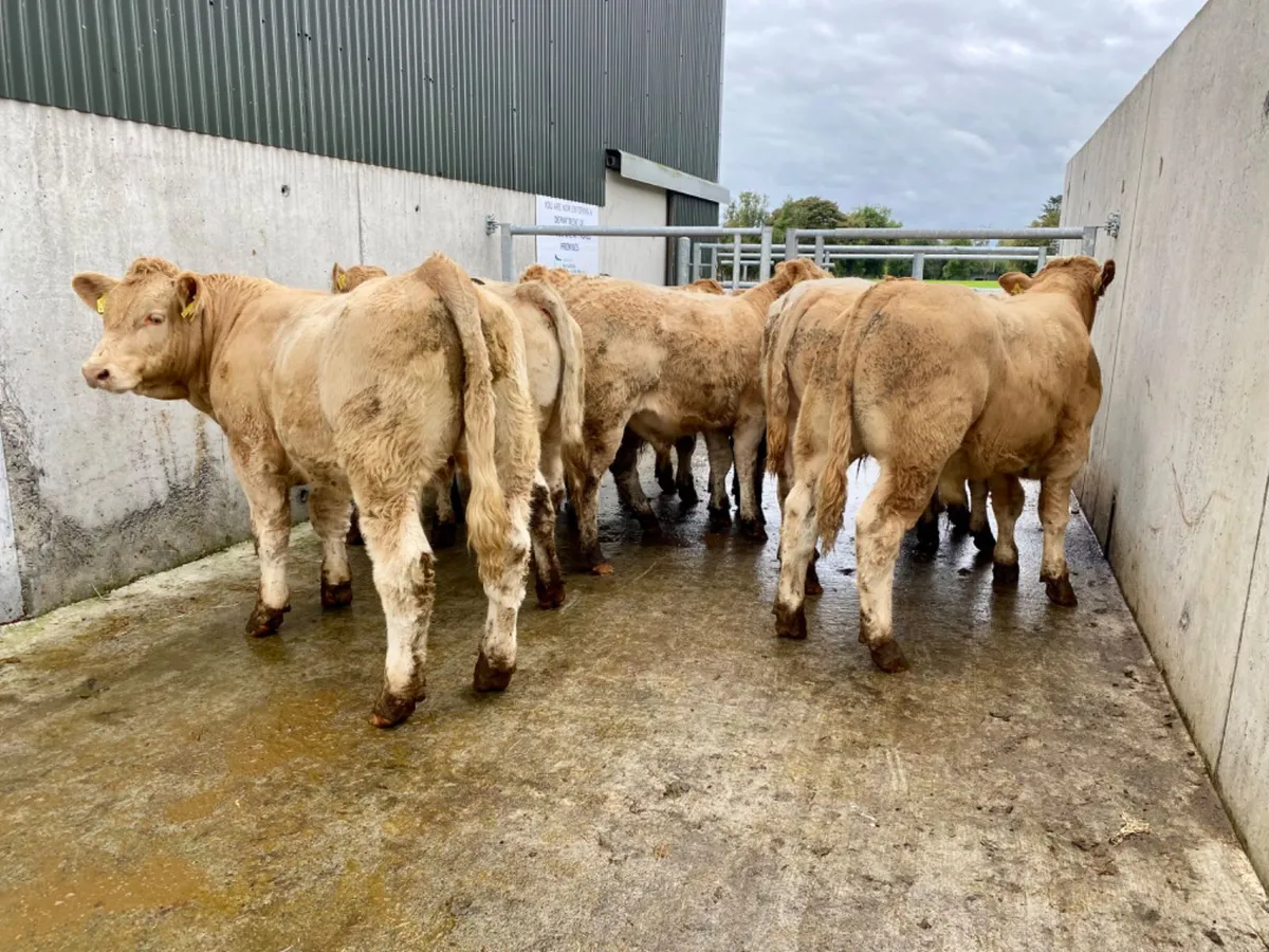 Charolais Bullocks - Image 2