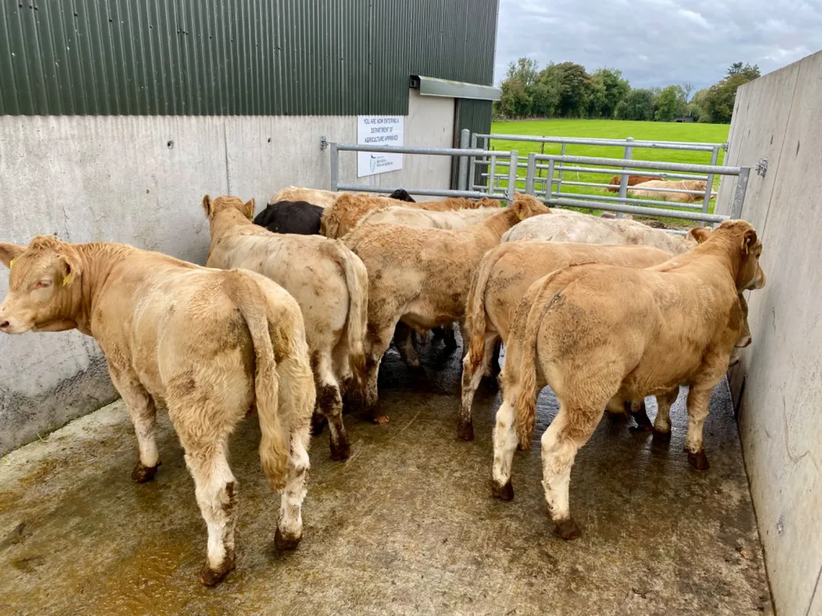 Charolais Bullocks