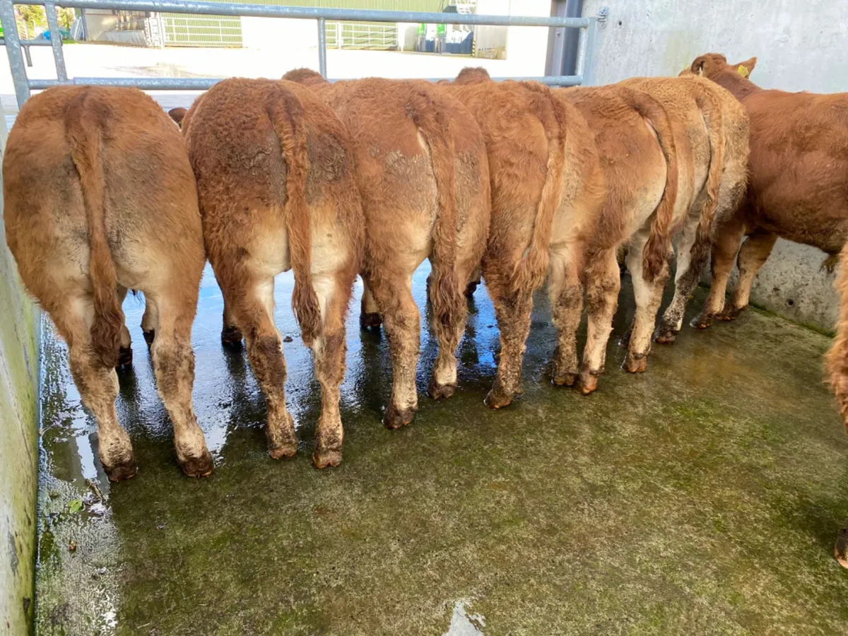 LMX BULLOCKS - Image 1