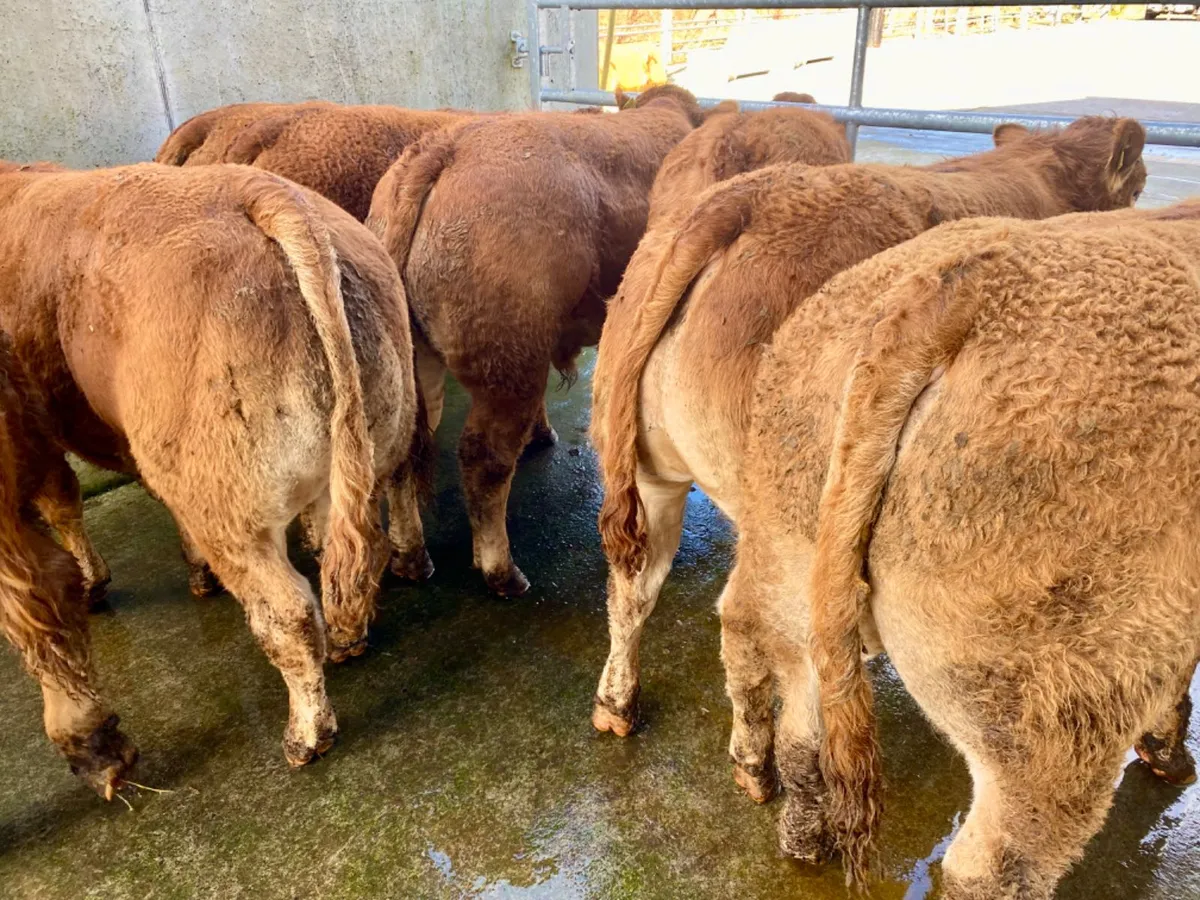 LMX BULLOCKS - Image 3