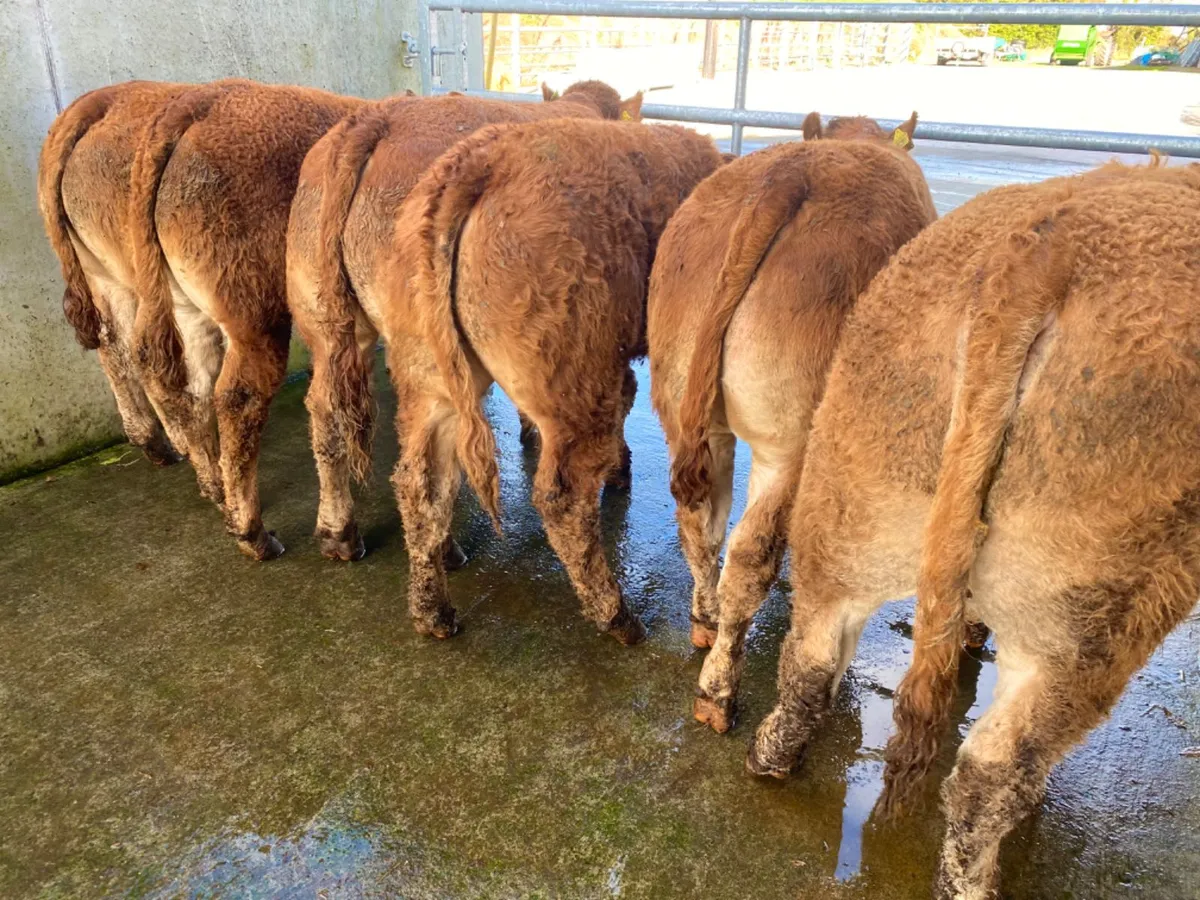 LMX BULLOCKS - Image 4