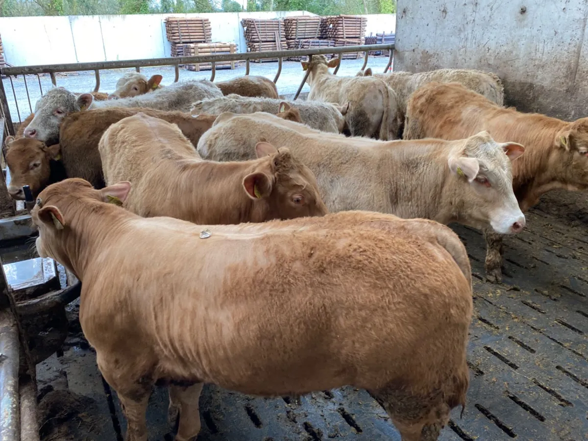 400kg Bulls - Image 3