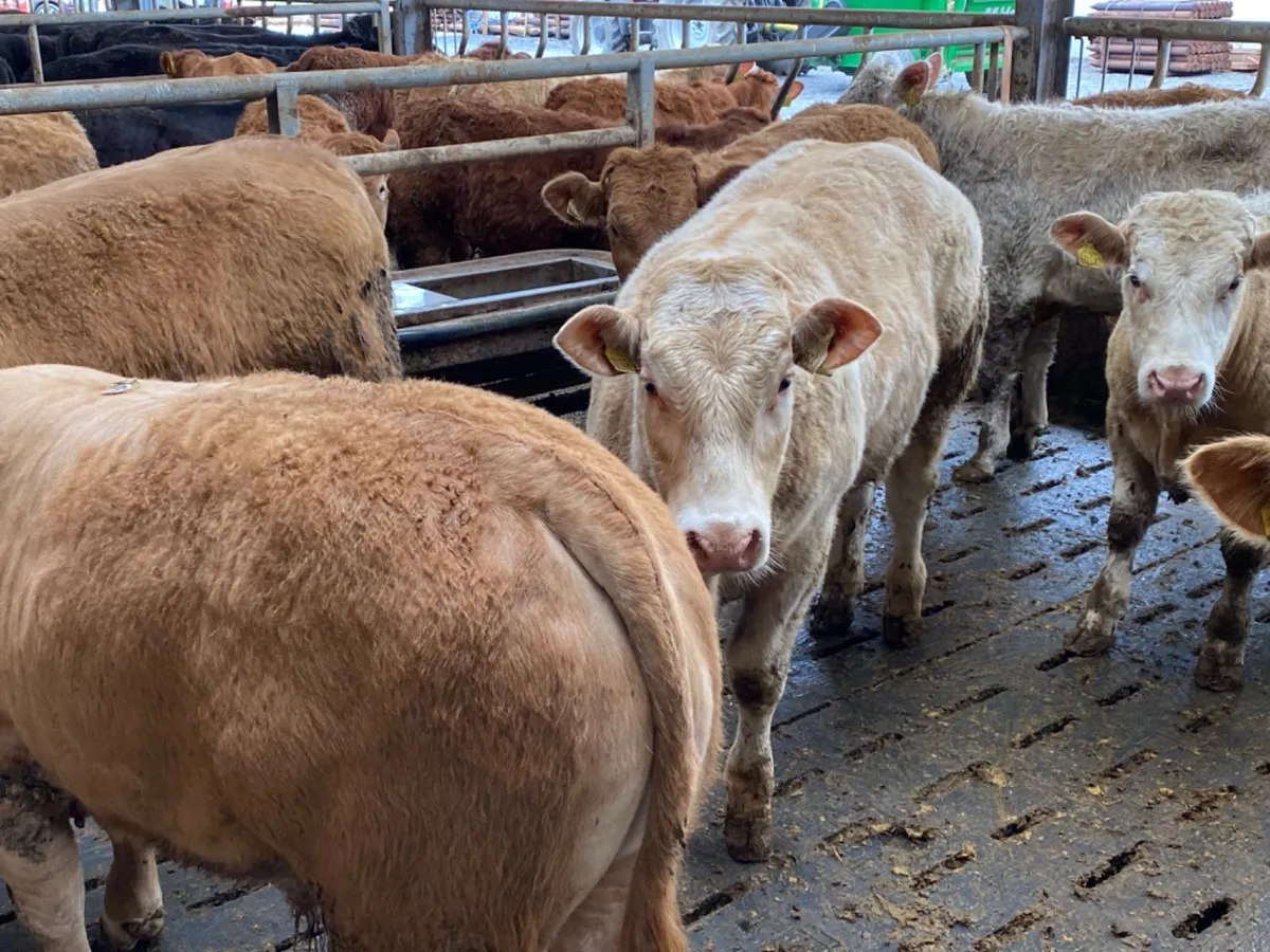 400kg Bulls - Image 4