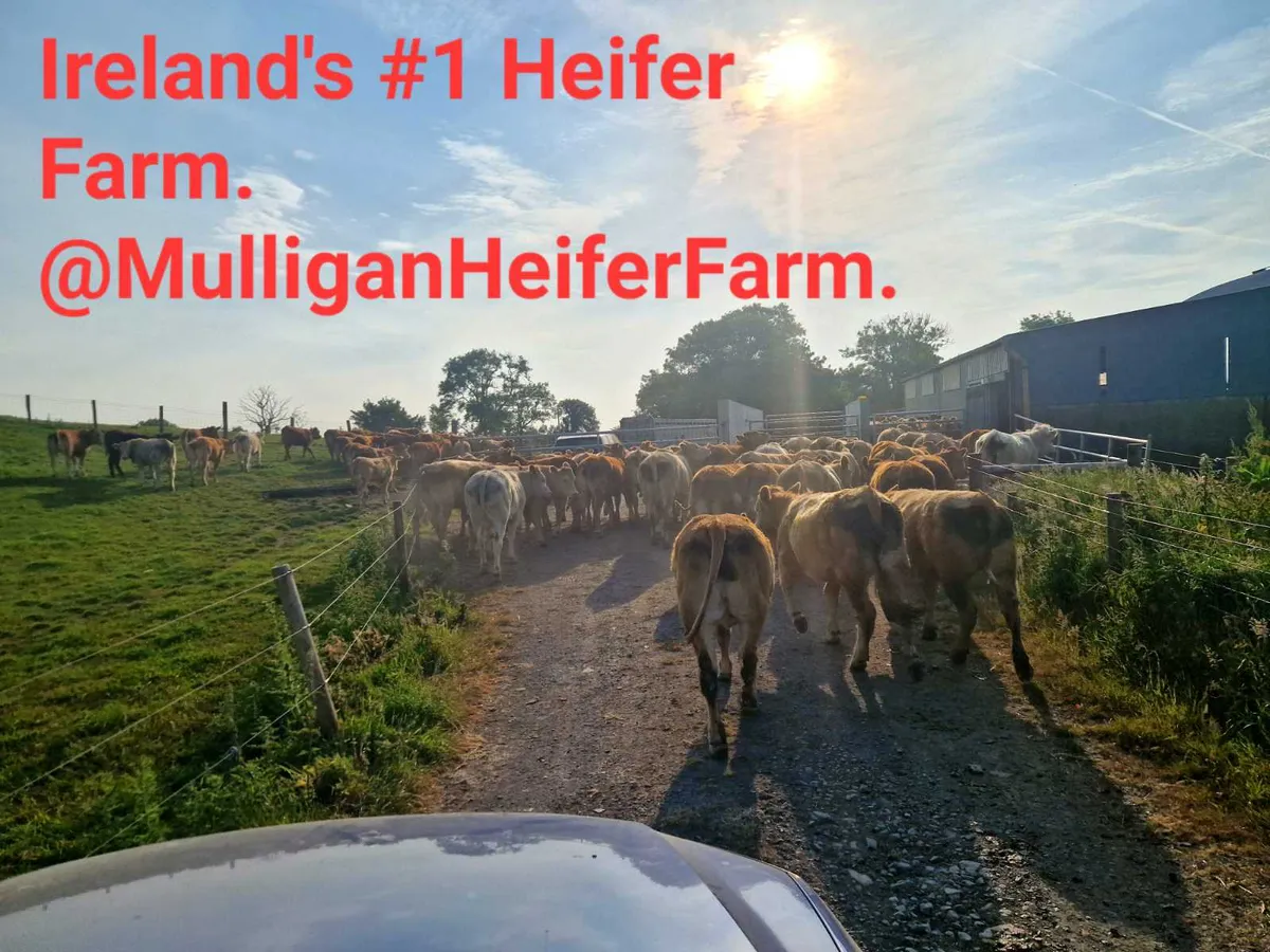 Mulligan Heifer Farm Ltd.