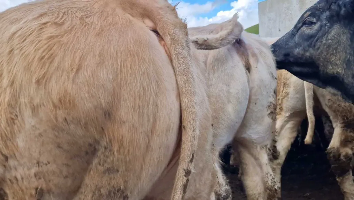 Mulligan Heifer Farm Ltd. - Image 3