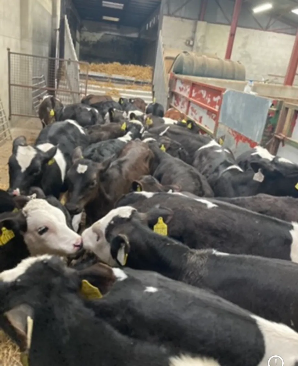 Top Quality Reared Calves for sale in Co. Tipperary for €300 on DoneDeal