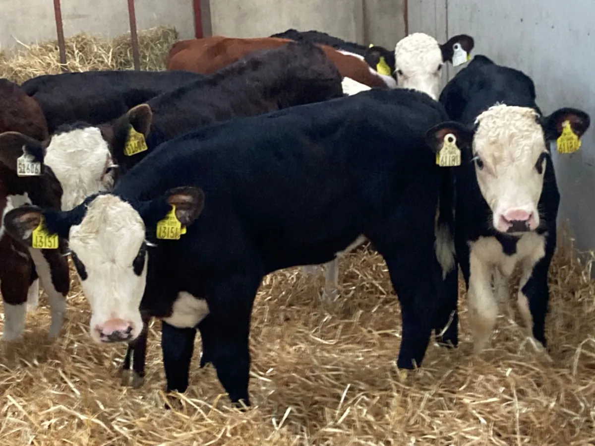 Top Quality Reared Calves for sale in Co. Tipperary for €300 on DoneDeal