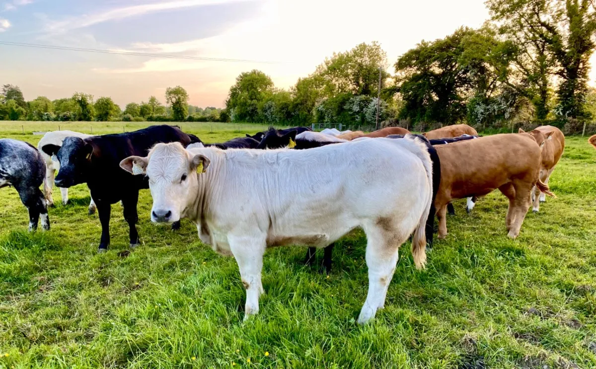 Store Heifers - Image 1