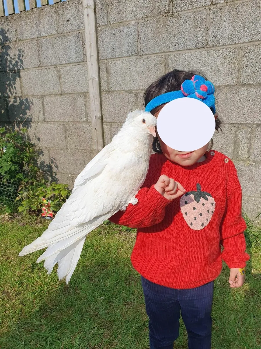 Hand reared Pet Pigeons - Image 2