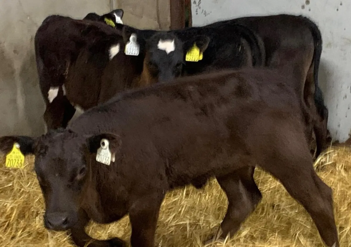 Super 2/3 Month Old Reared Heifer Calfs