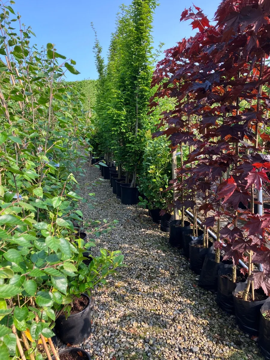 Trees , laurel  hedging - Image 1