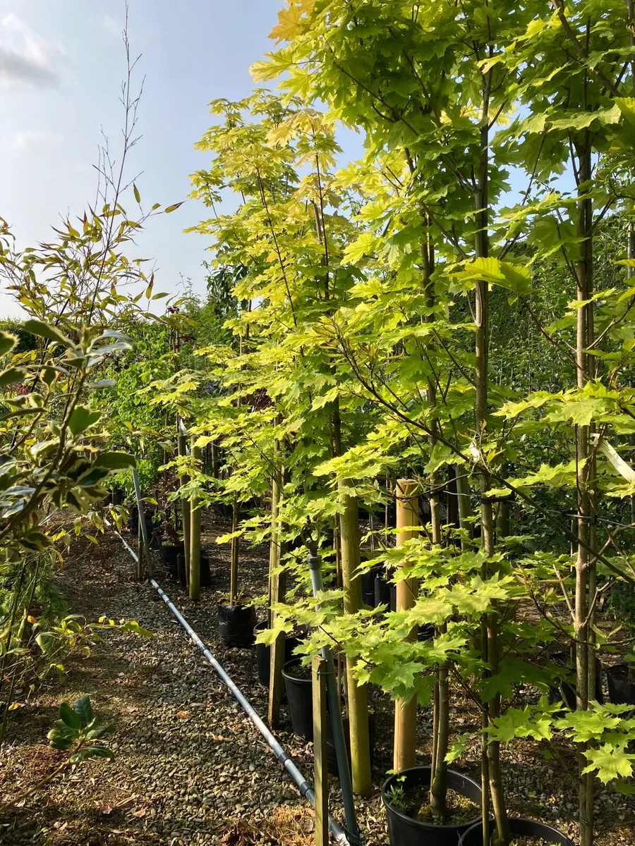 Laurel hedging - Image 2