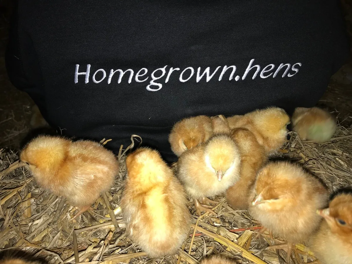 Poultry for sale - Image 3