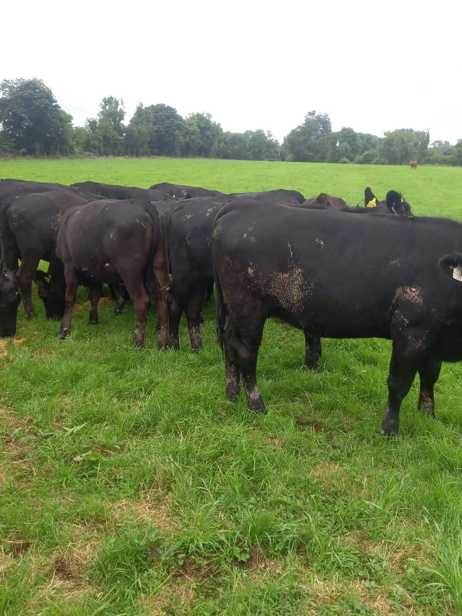 Angus Heifers - Image 2