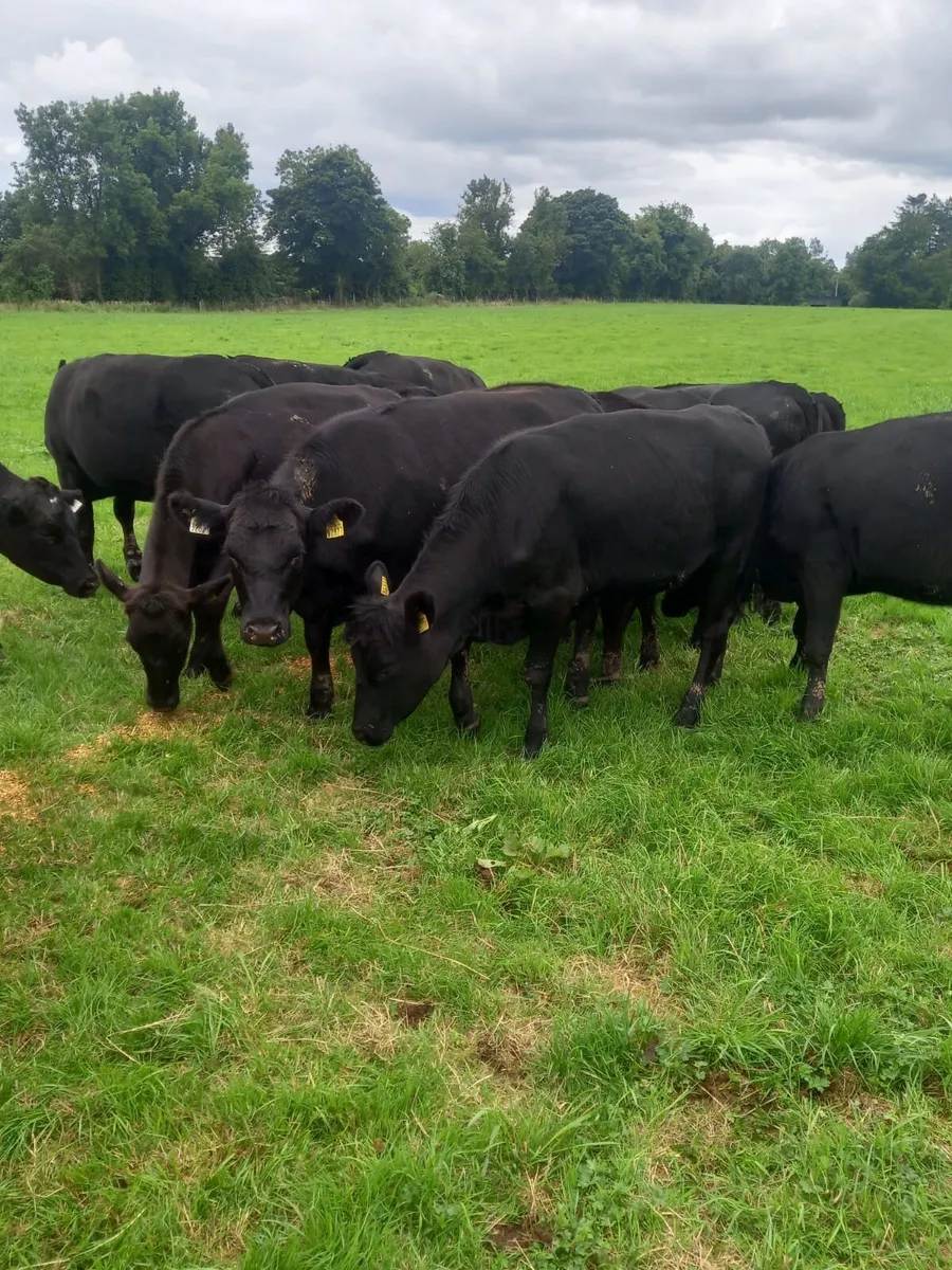Angus Heifers - Image 1