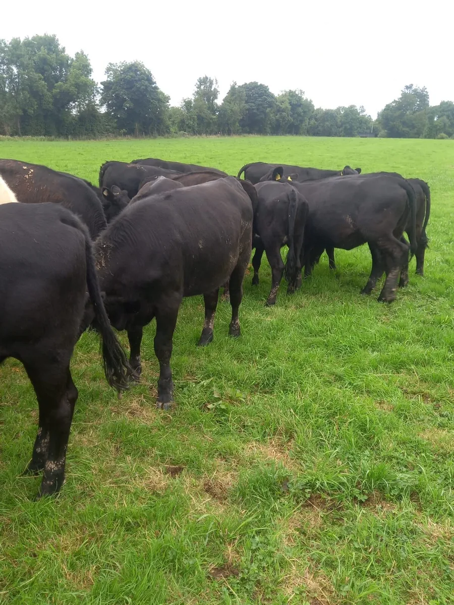 Angus Heifers - Image 4