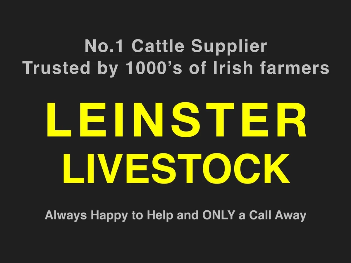 Breeding Heifer - Image 1