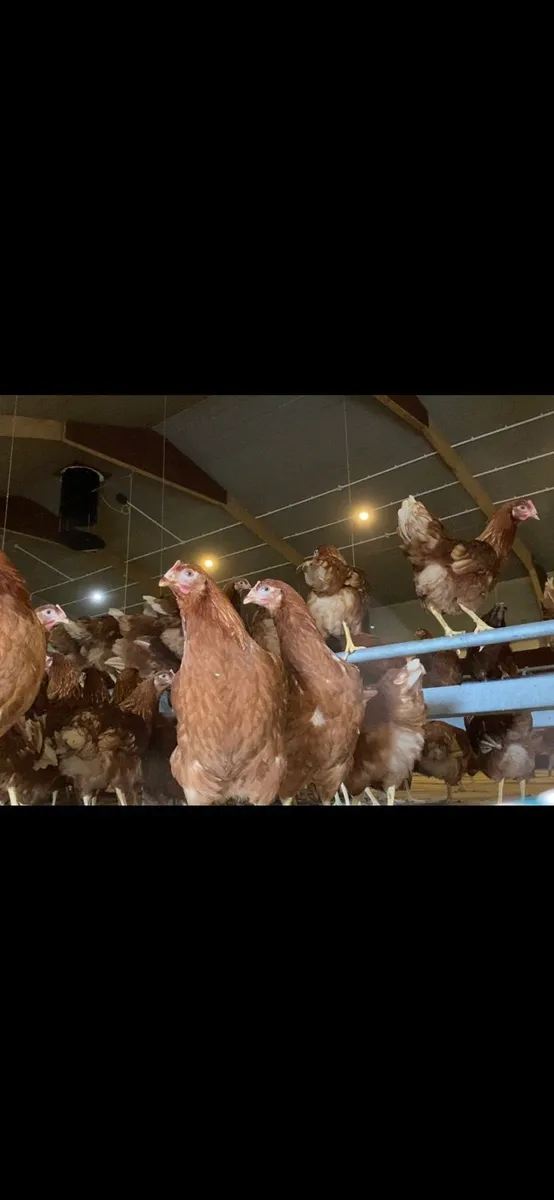 Poultry for sale - Image 2