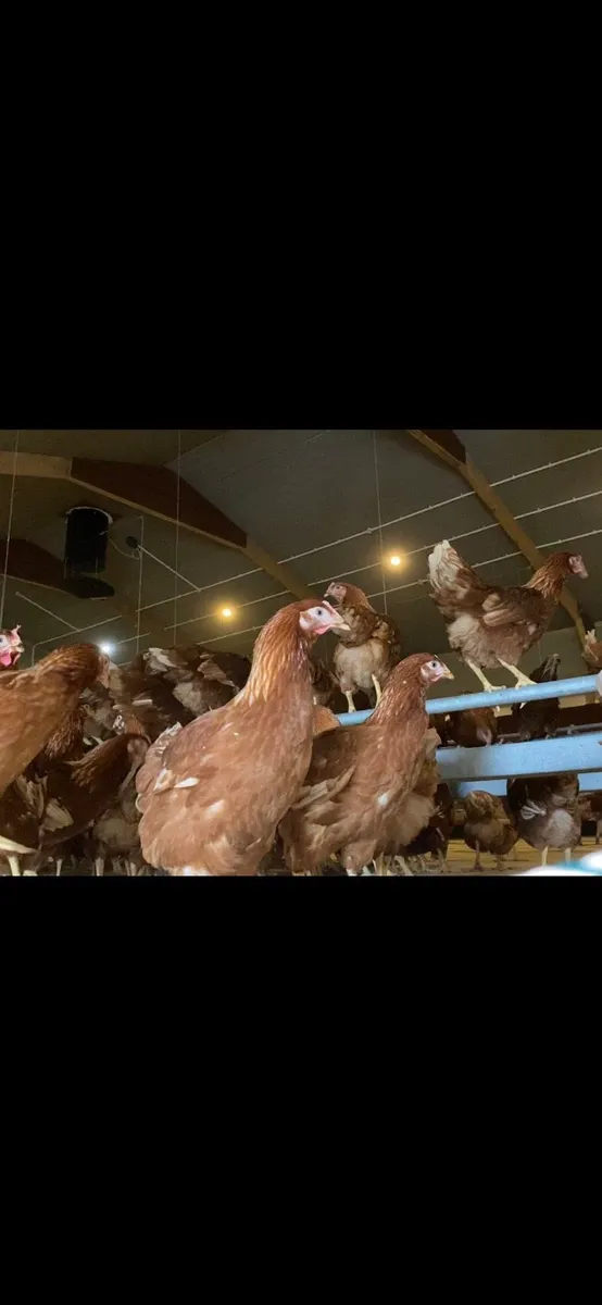 Poultry for sale - Image 1