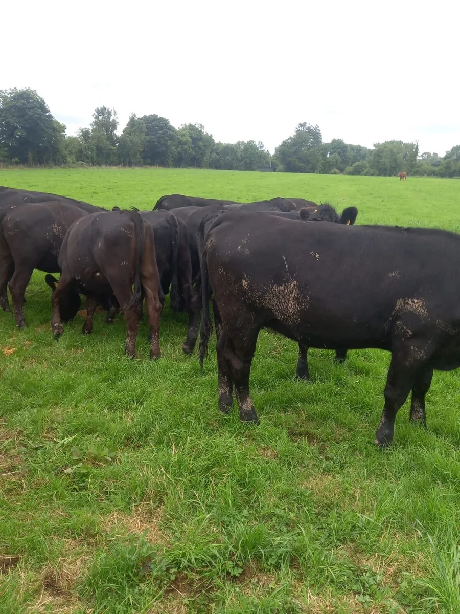 Angus Heifers - Image 2