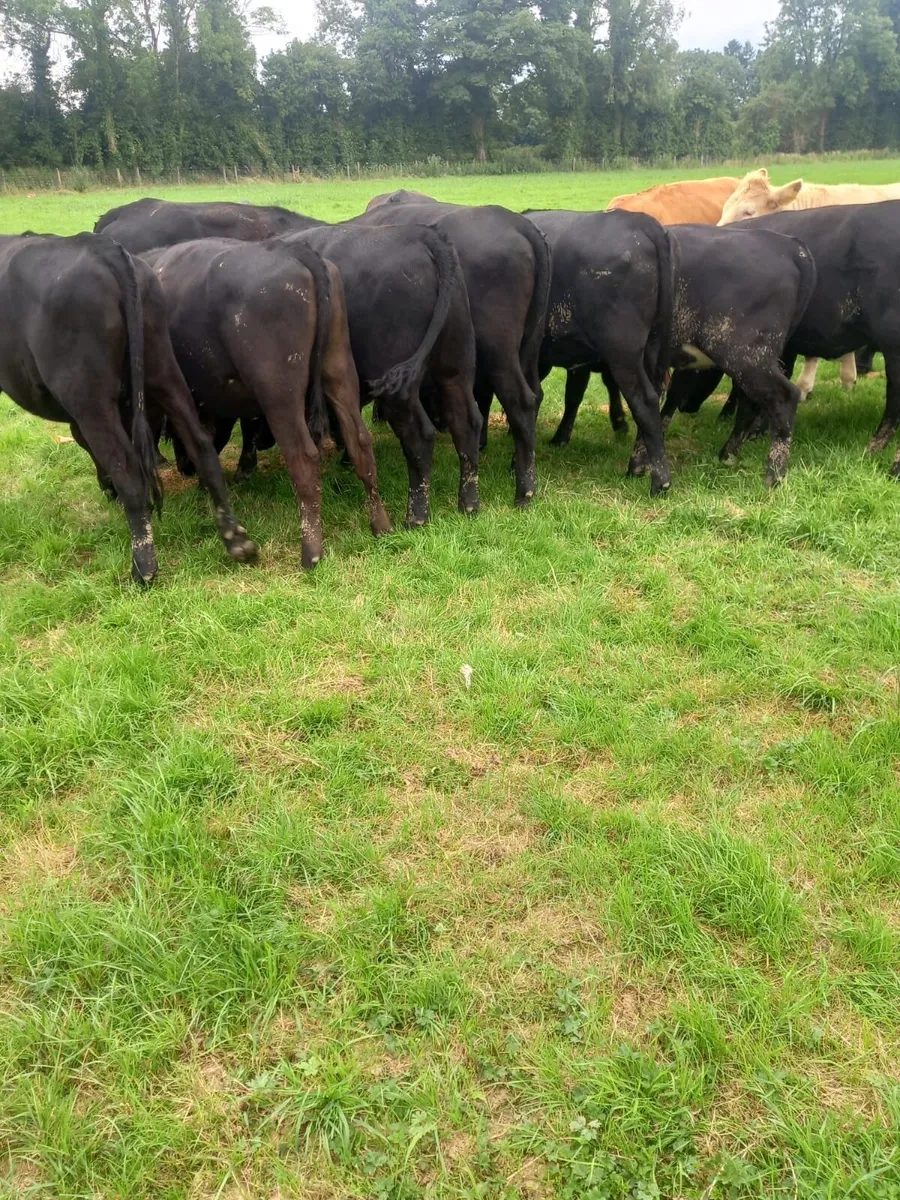 Angus Heifers - Image 4