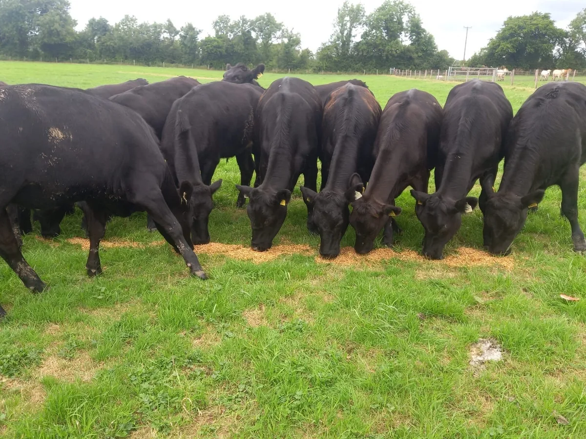 Angus Heifers - Image 1