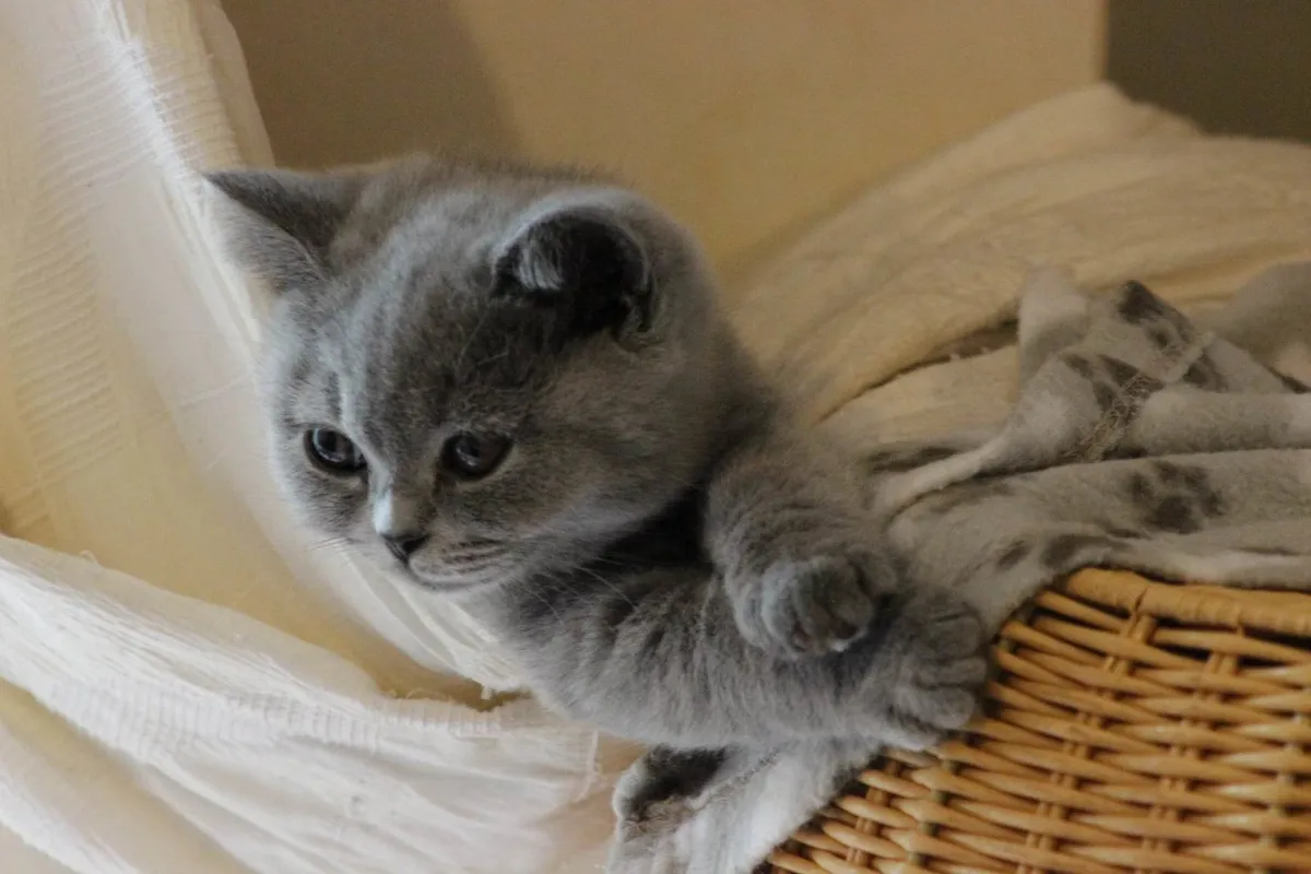 British Shorthair pedigree kittens