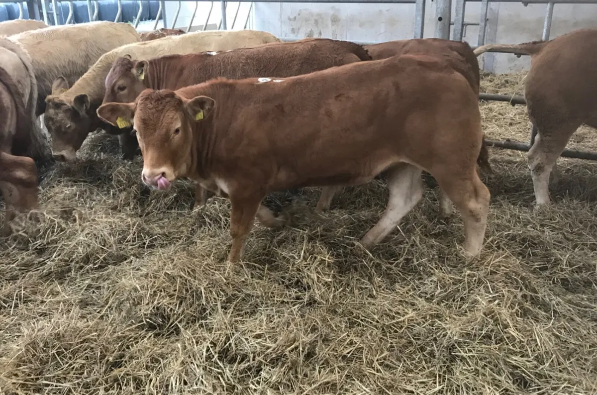 Top Class Heifers - Image 1