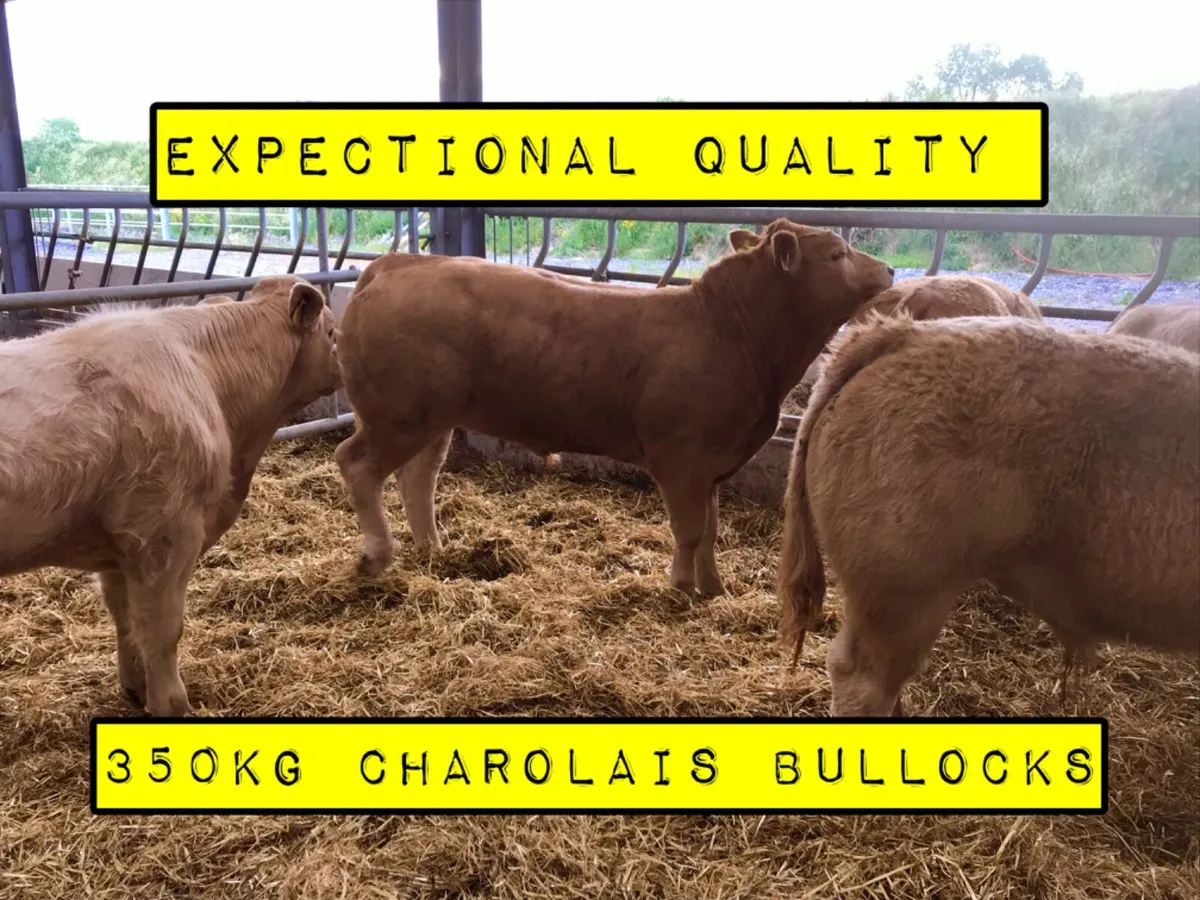 Fantastic Bullocks - Image 1