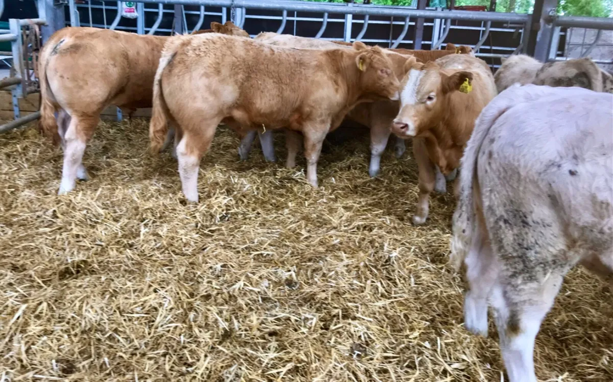 Fantastic Bullocks - Image 2