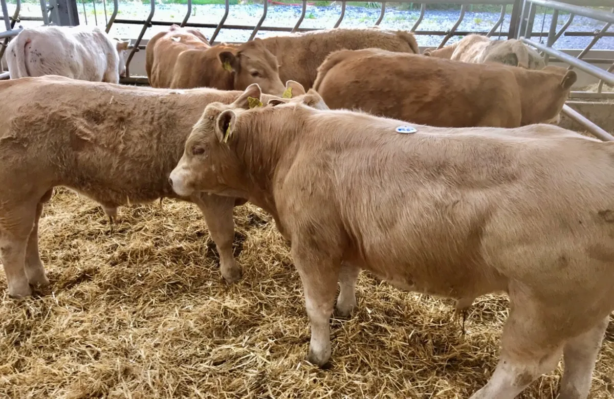 Fantastic Bullocks - Image 3