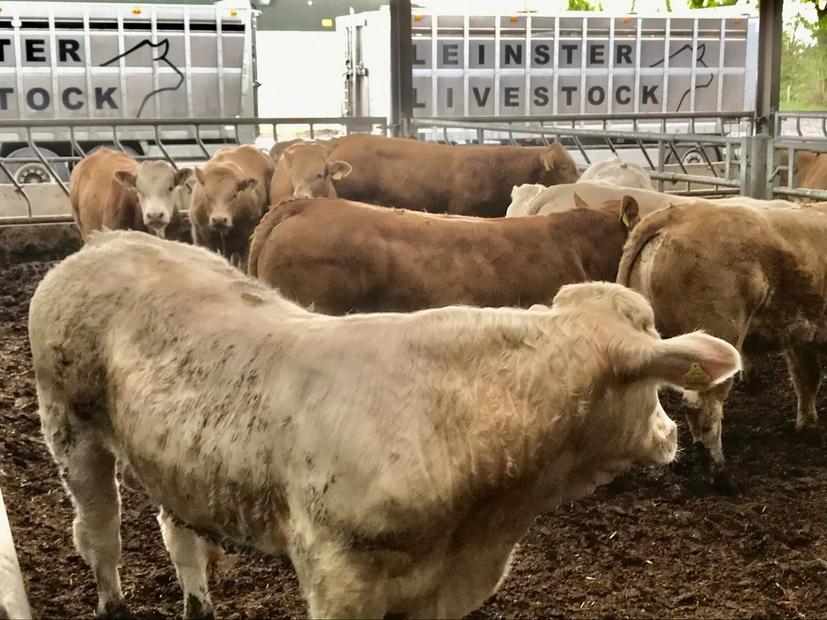 Fantastic Bullocks - Image 4