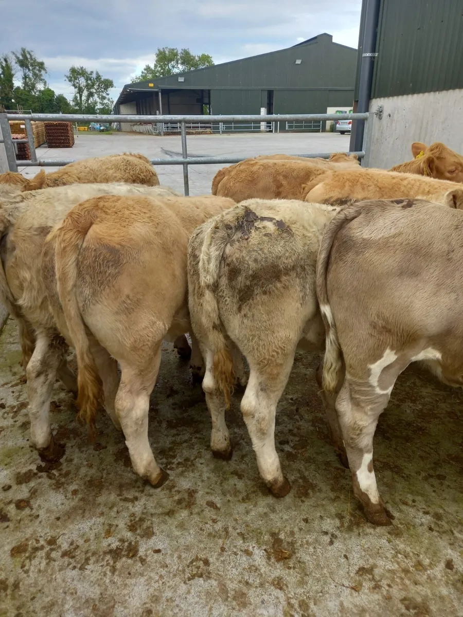 Lovely  Heifers - Image 4