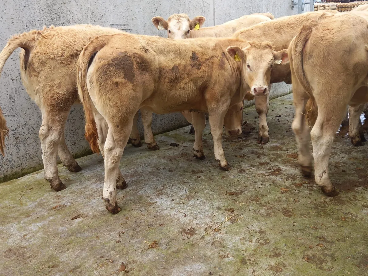 Lovely  Heifers - Image 1