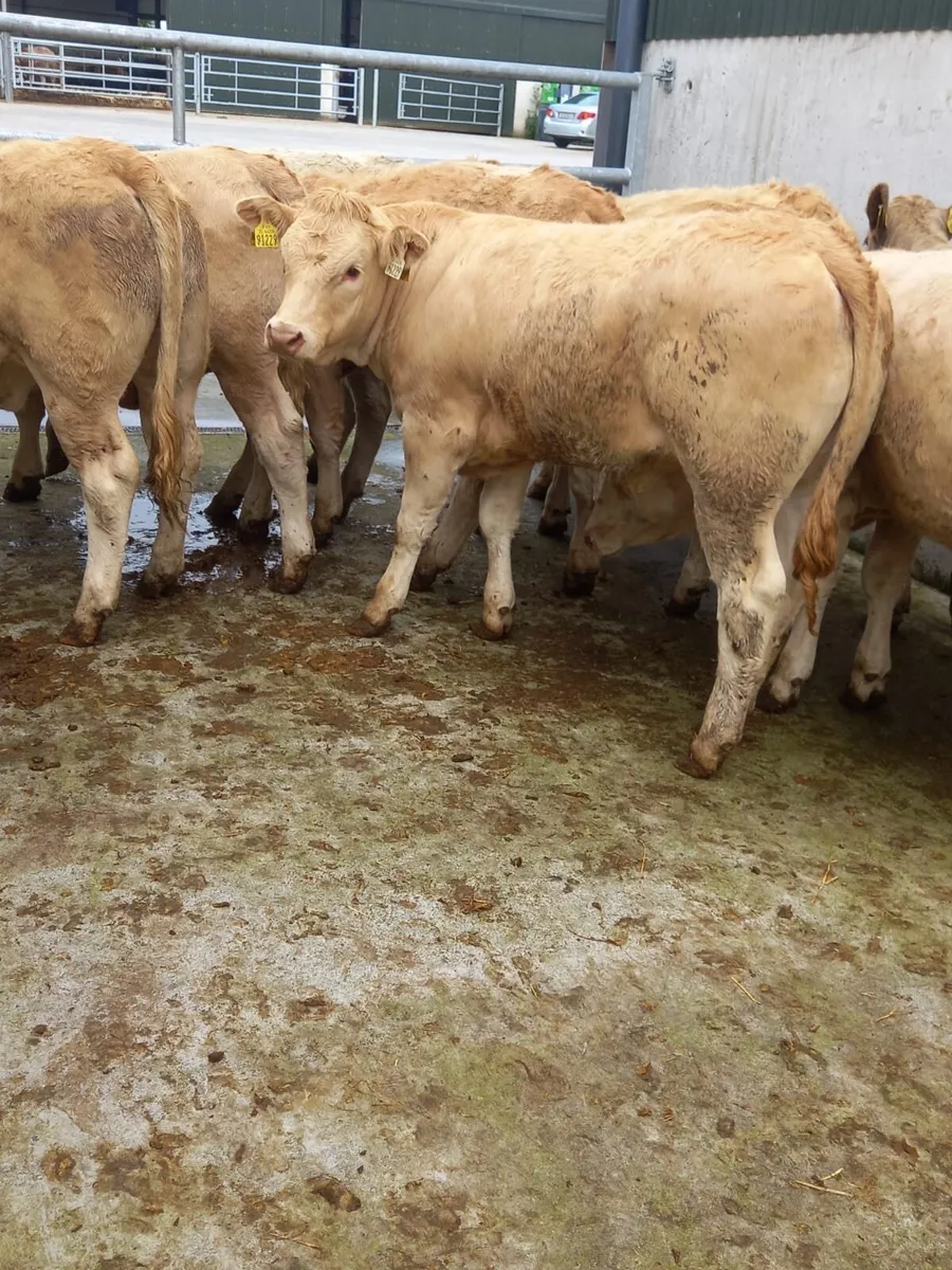 Lovely  Heifers - Image 3