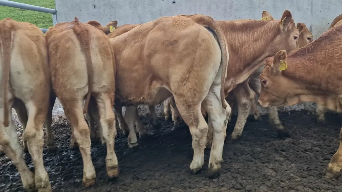 " Charolais Heifers " - Image 4