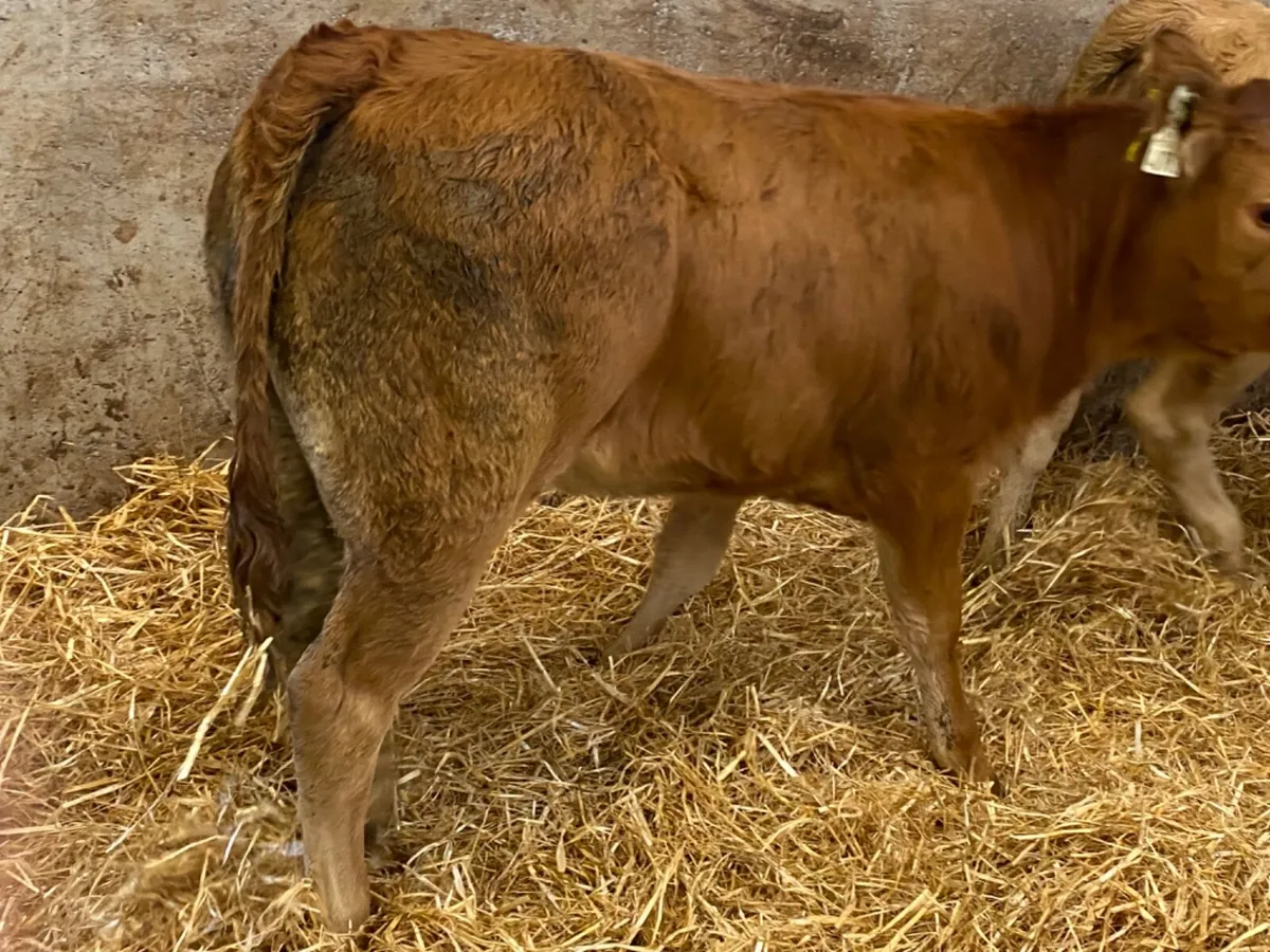10 Runner Heifers - Image 2